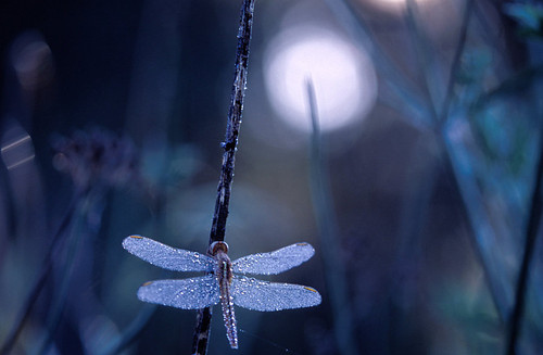 dragonfly
