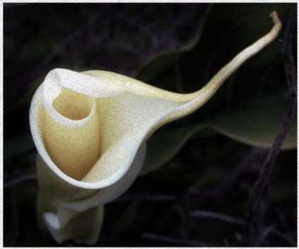 Calla