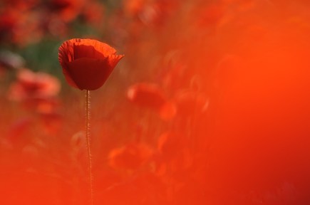 59305ceae2e6fcc12858f0b79387ed85-d3i3lov