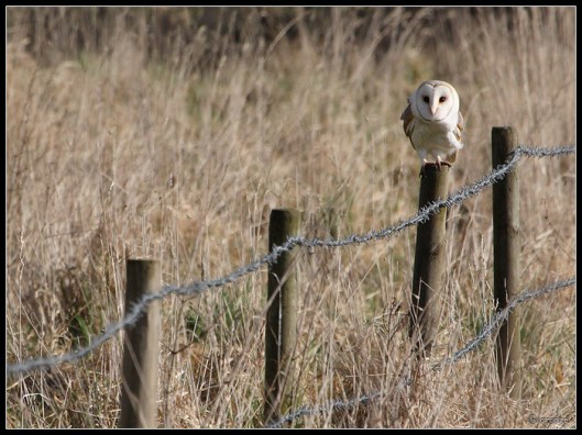 sundaymorningvisitor