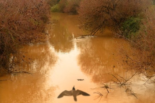 Lazy_Water_Meadow_by_ahermin