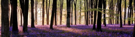 micheldever_woods_sunrise_by_ronsoadonai-d53g0k9