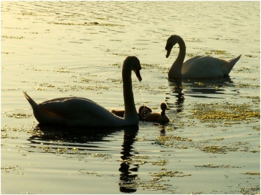 returnedforthisenough