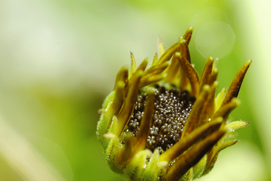 the_nest_by_finomrs-d4srj4v