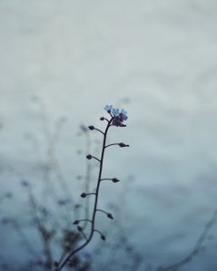 holdmeinlittlethings