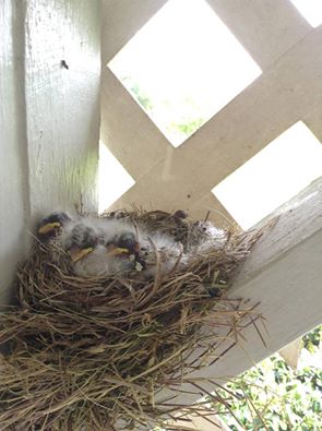 10252040_830728883622152_554999854775940393_n