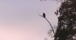 WP_20150205_07_43_29_Pro