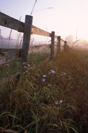 Horse Corral Fence along Road with Roadside Flowers