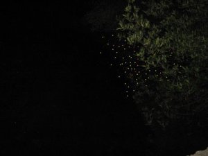fireflies