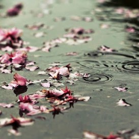 floating_petals