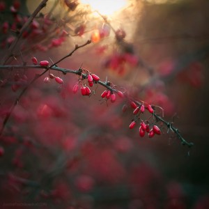 f0aa9b76c046972ca01c48c9a5c66a0d-d32ymbu